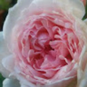 Meet your Posher, Mary-jo